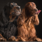 Avatar von Danni & die Setterjungs